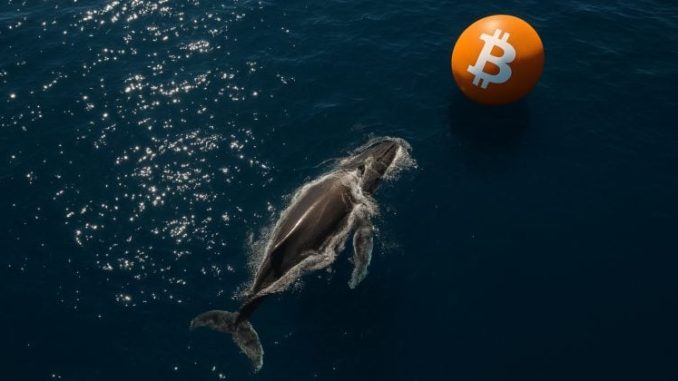 Bitcoin whale accumulates $356.6M in BTC