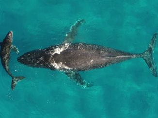 mama whale and baby whale against a deep blueish green ocean background