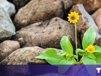 Why resilience is the most underrated metric in startup success