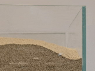 Soft Edible Robot: A Sweet Treat with a Purpose