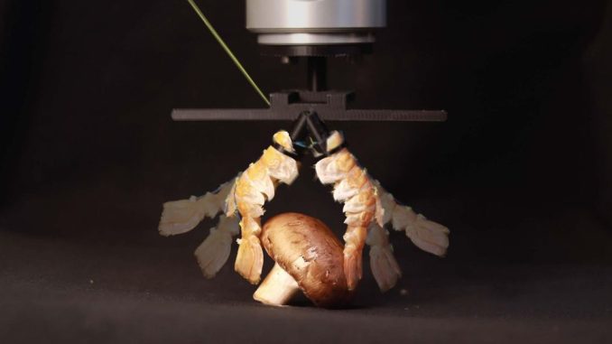 Robot Videos: Biorobotics, Robot EV Charging, and More