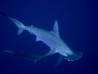 Sharks and rays gain landmark protections as nations move to curb international trade
