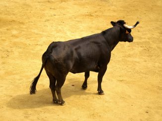 XRP Holders Labeled 'Uneducated Perma Bulls' By Veteran Trader