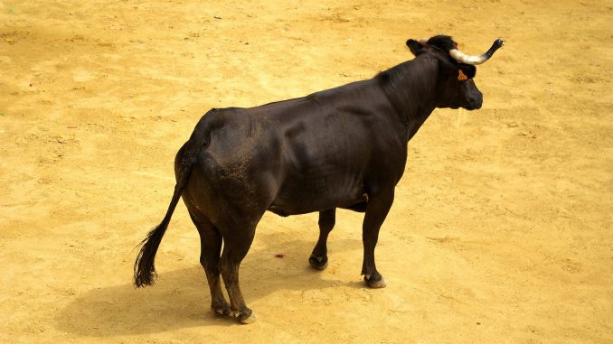 XRP Holders Labeled 'Uneducated Perma Bulls' By Veteran Trader