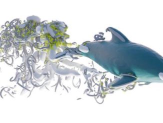 illustration of Hierarchy of vortices created by a swimming dolphin.