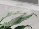 AI Design Makes a Wild Invisible Spinning Drone