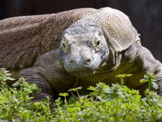 photo of a Komodo dragon