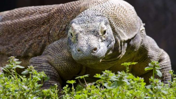 photo of a Komodo dragon