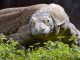 photo of a Komodo dragon