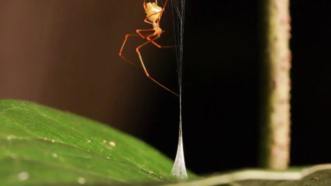 A fully constructed conical snare of the ballista spider