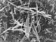 Topological Materials Could Shrink Chip Interconnects