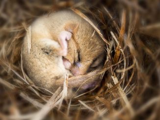 A small brown mouse, curled up into a ball and sleeping on a bed of straw.