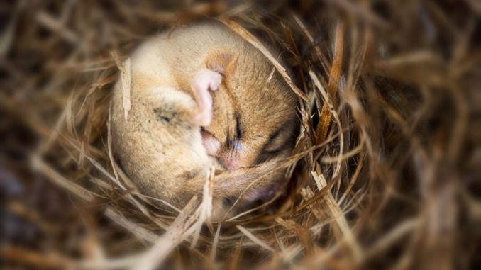 A small brown mouse, curled up into a ball and sleeping on a bed of straw.
