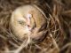 A small brown mouse, curled up into a ball and sleeping on a bed of straw.