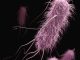 Stanford Evo 2 AI model generates phages against E. coli