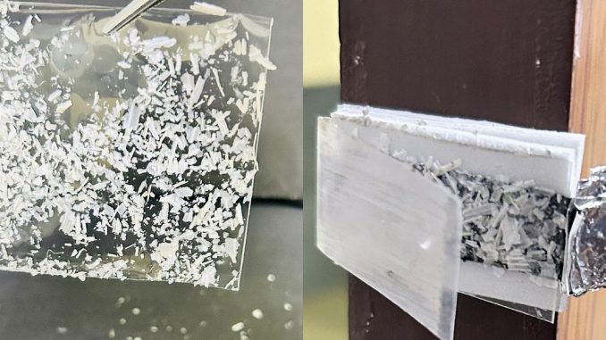 Garlic Peel-Powered Sensor Puts Biowaste to Use