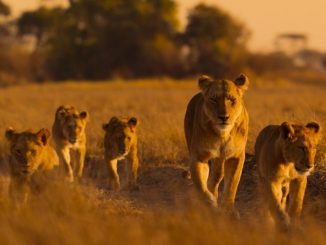 A lioness witt four cubs walks in the savannah of the Busanga Plains