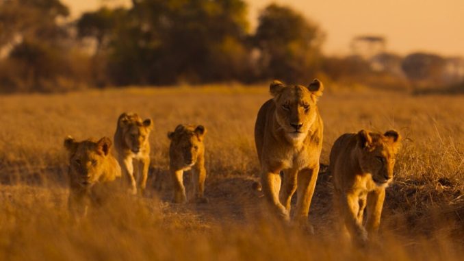 A lioness witt four cubs walks in the savannah of the Busanga Plains